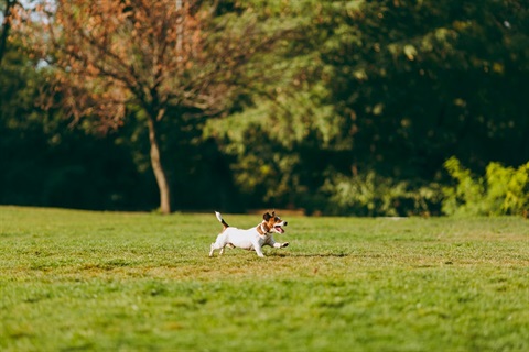 Dog running in grass