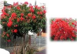 Red Flowering Gum