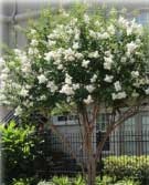 Natchez Crepe Myrtle