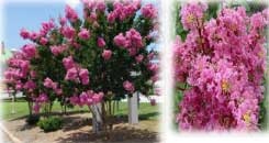 Sioux Crepe Myrtle