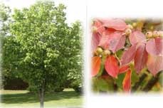 Pillar Crabapple