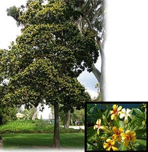 Native Frangipani