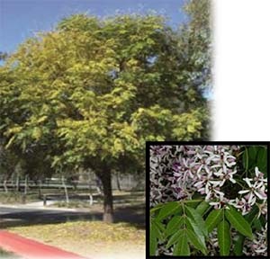 White Cedar tree