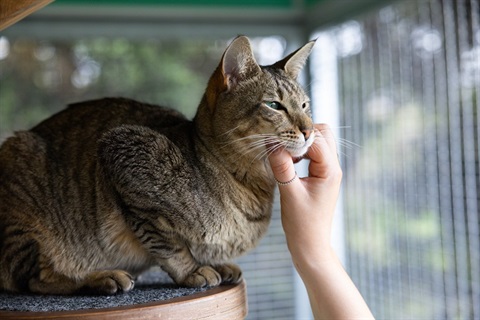 Cat sits inside getting a pat from a person's hand