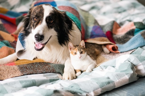 Dog and cat lying on blankets
