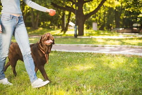 Photo of dog looking up at a ball in a womans hand