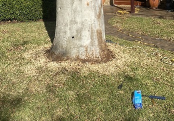 Poisoned tree in VPO area