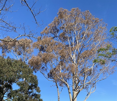 Poisoned tree in VPO area