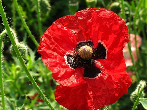 Red poppy