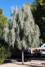 Weeping Myall tree