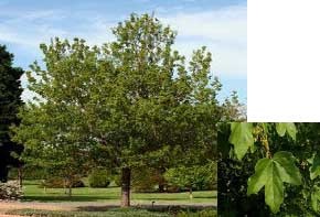 Field Maple