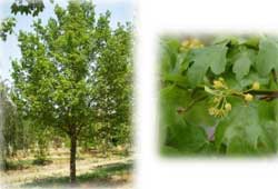 Elsrijk Maple