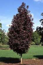Crimson Sentry Norway Maple tree