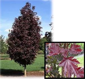 Acer platanoides ‘Crimson Sentry’ (Crimson Sentry Norway Maple)