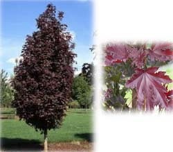 Crimson Sentry Norway Maple