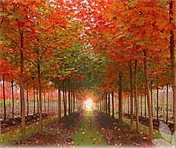 Acer truncatum x platanoides‘Warrenred’ - Pacific Sunset
