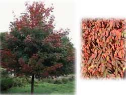 Acer Truncatum X Platanoides Taggert Sunset Truncatum Hybrid Maple