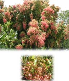 Bella Pink Brachychiton