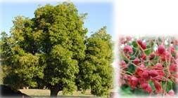 Brachychiton populneus x acerifolius 'Bella Pink' - Bella Pink Hybrid Brachychiton