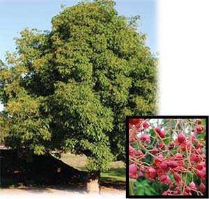 Bella Pink Hybrid Brachychiton