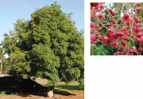 Bella Pink Brachychiton