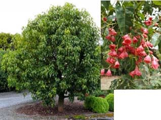 Brachychiton populneus x acerifolius - Jerilderie Red