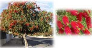 Callistemon Harkness Bottlebrush tree