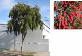 Callistemon viminalis (Weeping Bottle Brush)