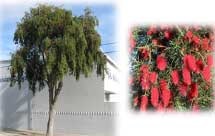 Callistemon viminalis - Weeping Bottle Brush