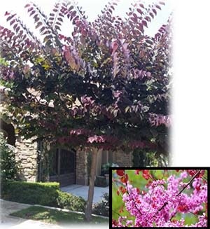 Forest Pansy Redbud