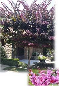 Cercis canadensis 'Forest Pansy' - Forest Pansy Redbud