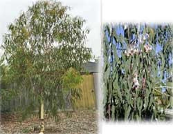 Corymbia Citriodora Scentuous Dwarf Lemon Scented Gum