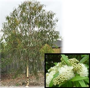 Corymbia citriodora 'Scentuous' (Dwarf Scented Lemon Gum)