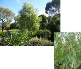 Dwarf Scented Lemon Gum