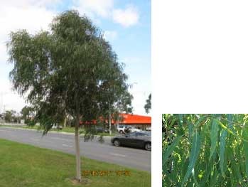 Corymbia citriodora - Scentuous