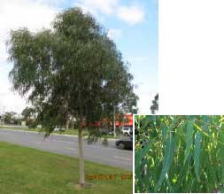 Scentuous tree