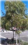 Corymbia Citrodora 'Scentuous' - Dwarf Pink