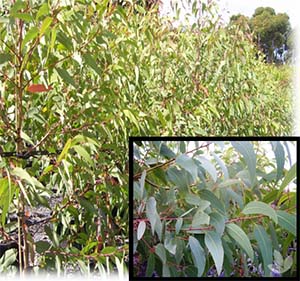 Dwarf Yellow Bloodwood