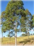 Corymbia maculata 'Little Mac' - Dwarf Spotted Gum