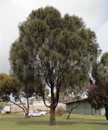 Allocasuarina verticillata - Drooping She Oak