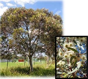 Dwarf Yellow Gum tree