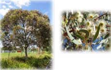 Dwarf Yellow Gum