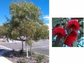Red Flowering Yellow Gum