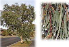 Eucalyptus Pauciflora or Little Snowman dwarf snow gum