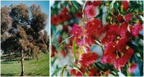 Eucalyptus leucoxylon - Euky Dwarf