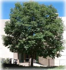 Fraxinus pennsylvanica ‘Urbanite' - Urbanite Green Ash