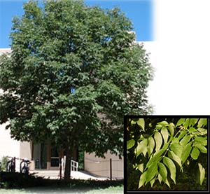 Urbanite Green Ash tree