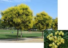 Koelreuteria paniculata - Golden Rain Tree