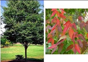 Zelkova serrata - Green Vase