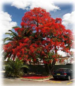 Jerilderie Red Hybrid Brachychiton